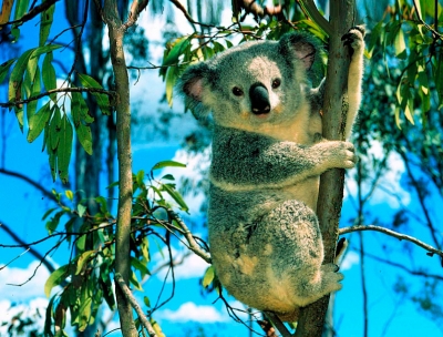 Коала – животное Австралии из рода сумчатый медведь